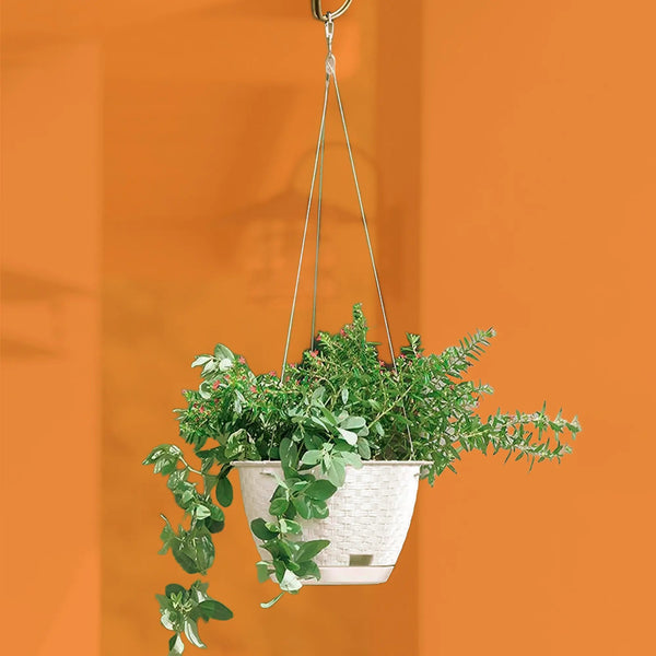 Matera Coubi Orquídea 13 Cm Morado Transparente | Éxito Matera Coubi Orquídea 13 Cm Morado Transparente | Éxito