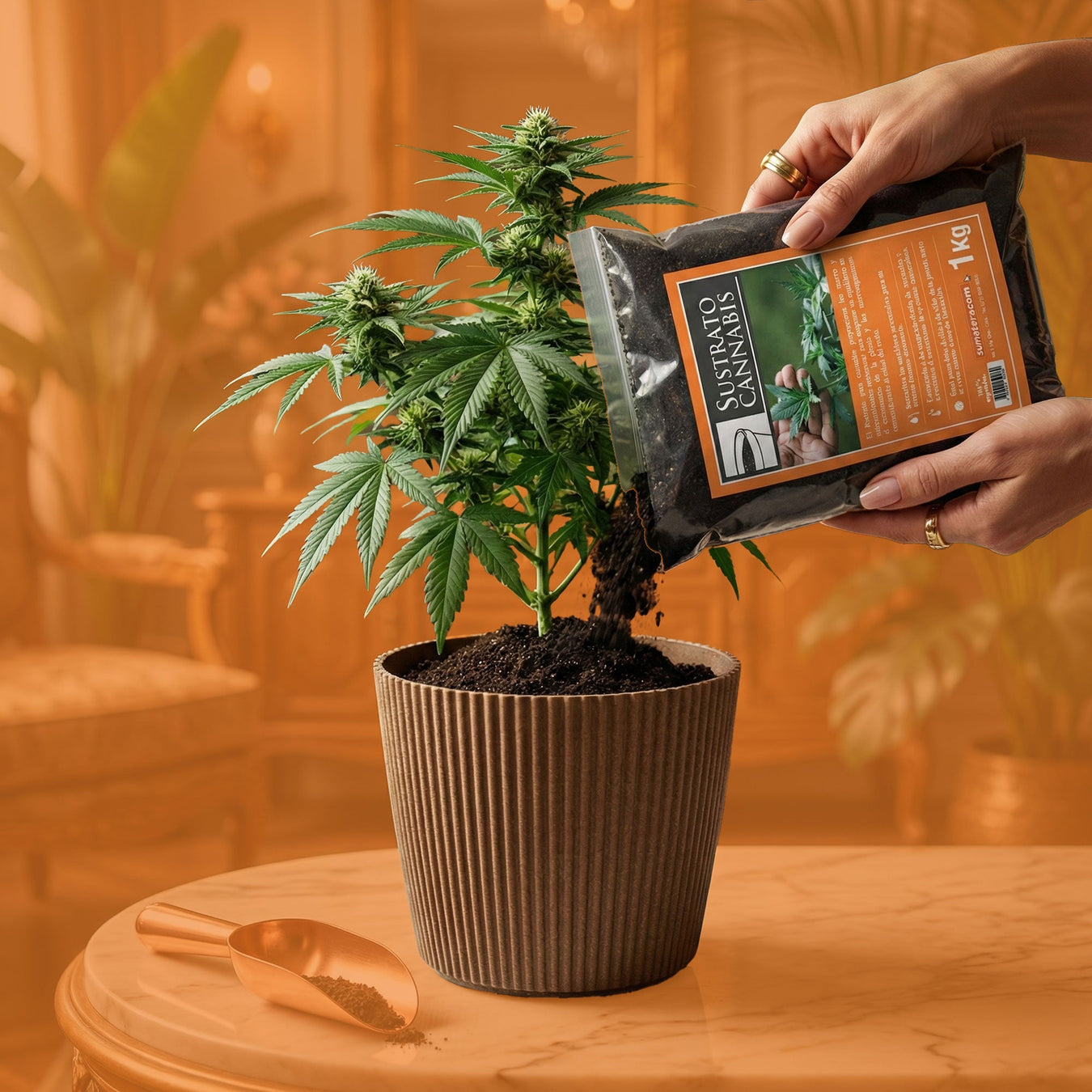 Para Cannabis