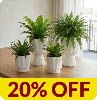 Materas Polonia - Tumatera.co