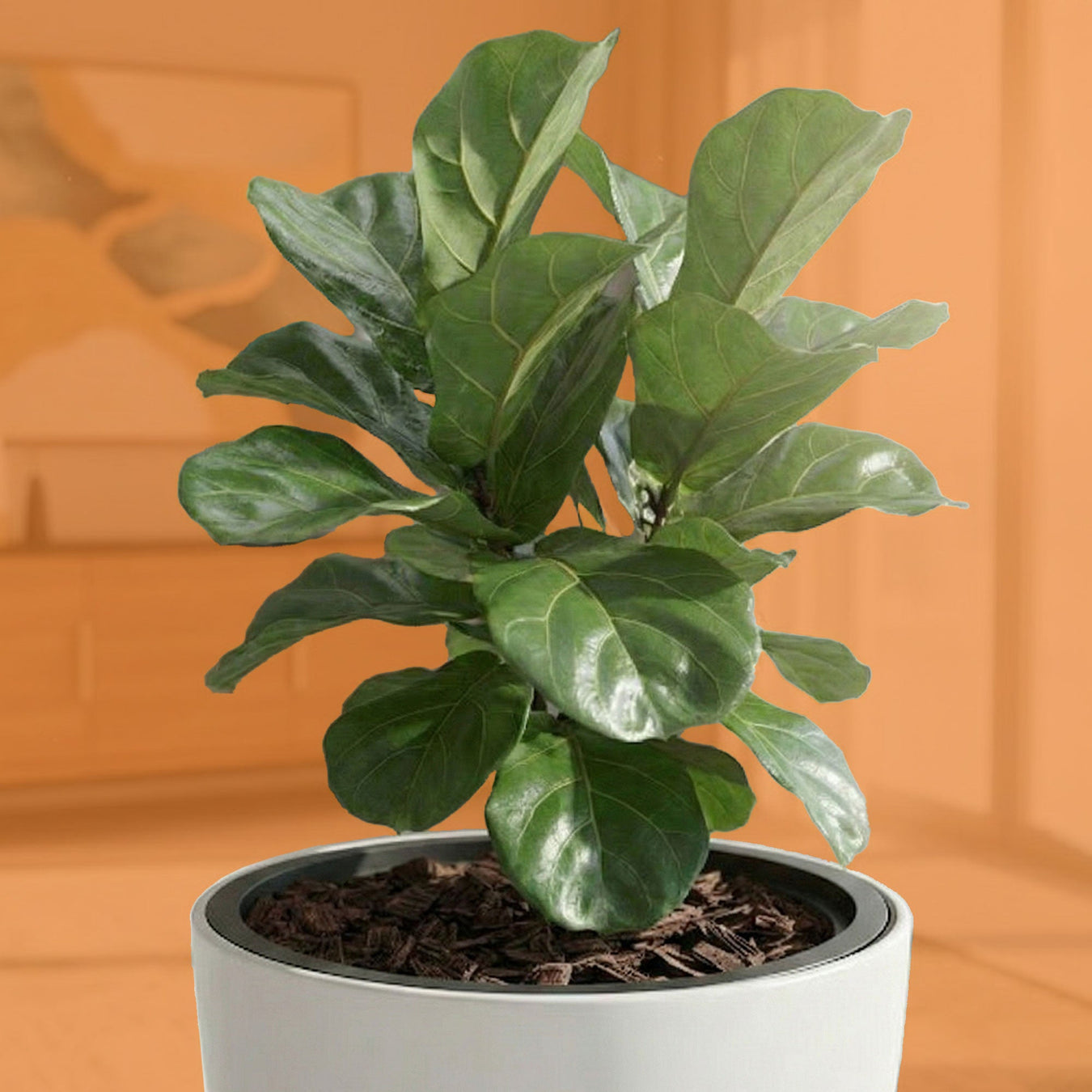 Para tus Ficus