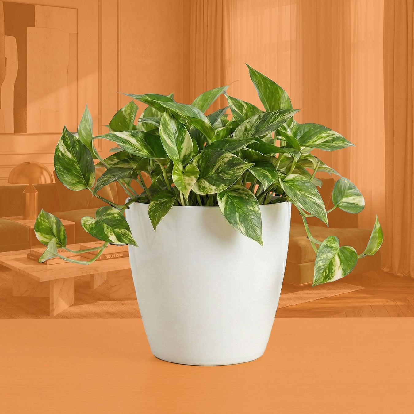 Para tus Pothos