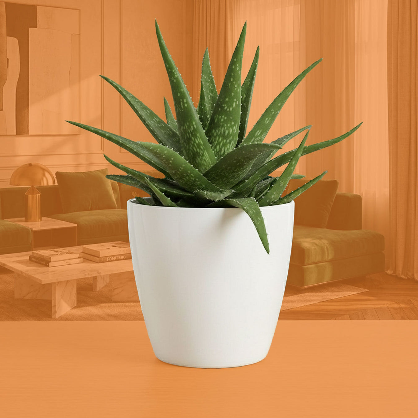 Para tus Aloe Vera