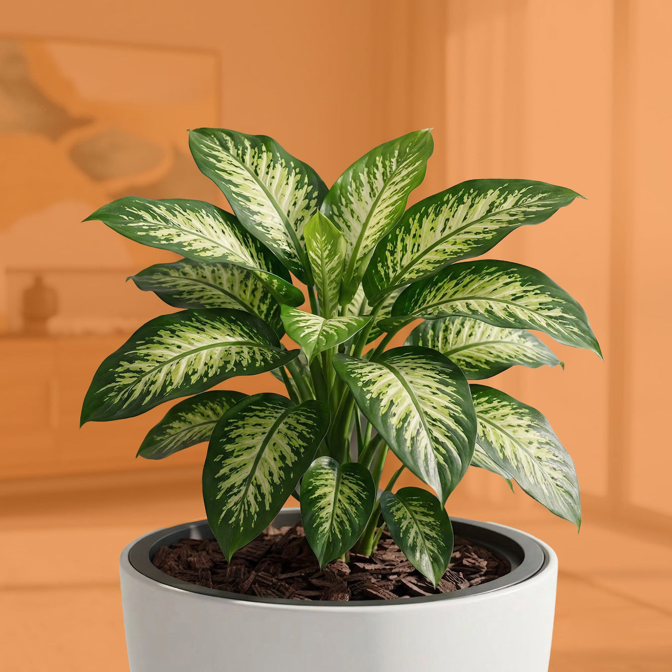 Para tus Dieffenbachia