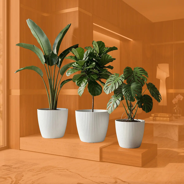 Plantas de Interior