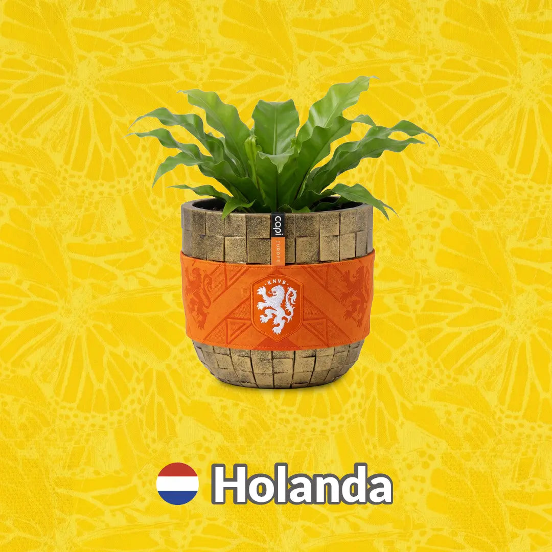 Materas Holanda - Tumatera.co