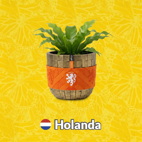 Materas Holanda