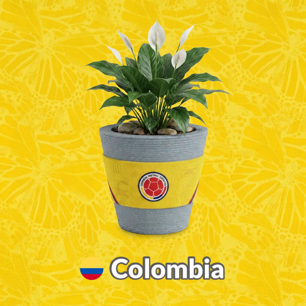 Materas Colombia