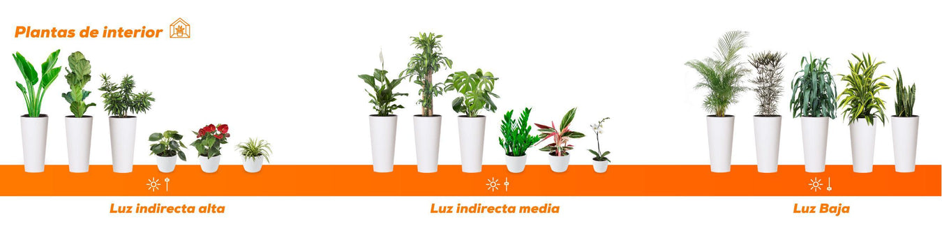 Plantas de Interior - Tumatera.co
