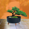 Materas para Bonsai