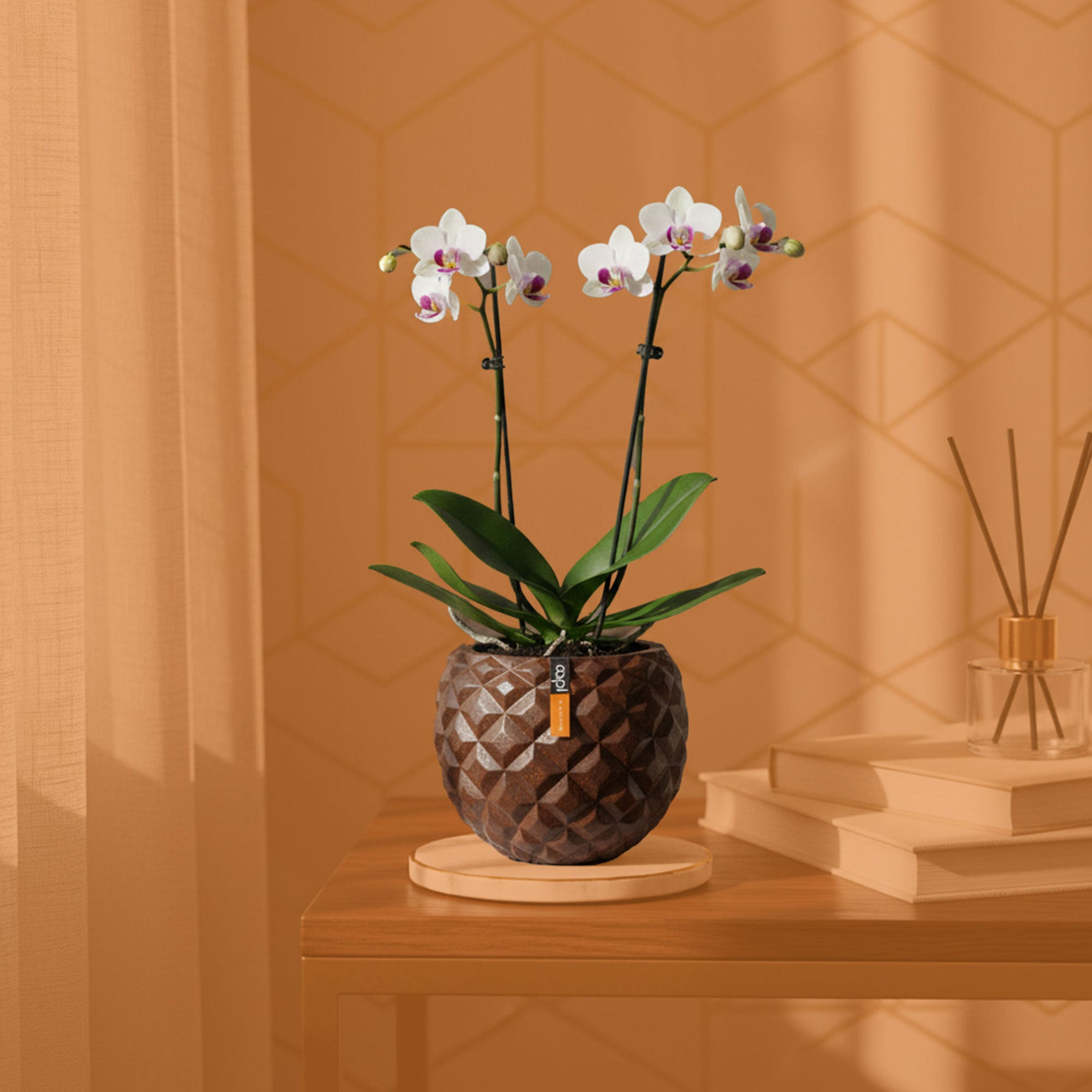 Para Mini Phalenopsis