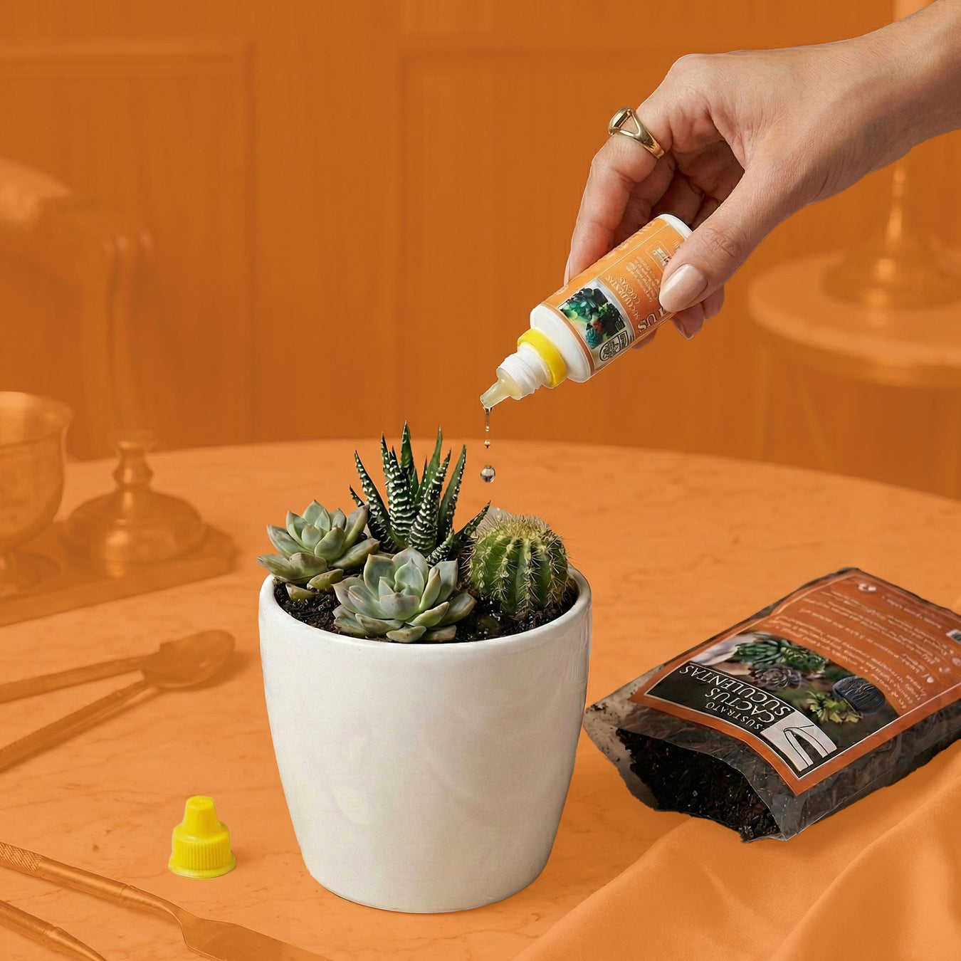 Para Cactus y Suculentas