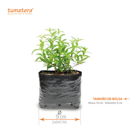 PLANTA AROMÁTICA CIDRÓN B12 Ficha técnica - Tumatera.co