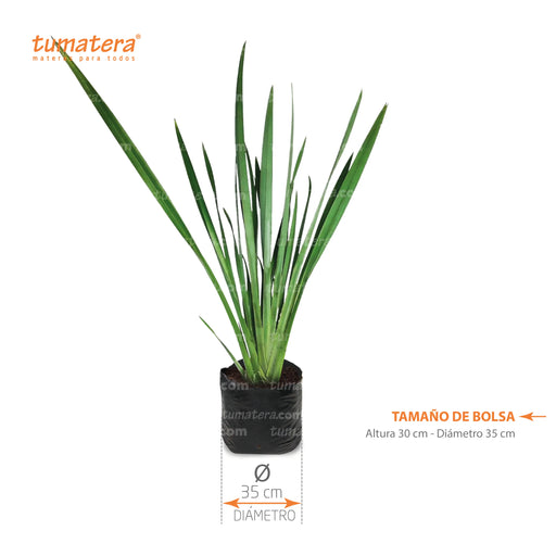 Planta Linos medidas exactas