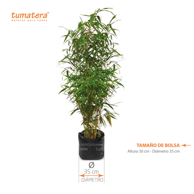 Planta Bambus B35 - Tumatera.co