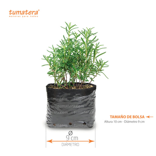 Planta Aromática Romero B12 - Tumatera.co
