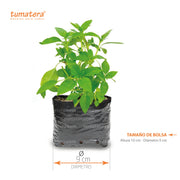 Planta Aromática Albahaca B14 - Tumatera.co