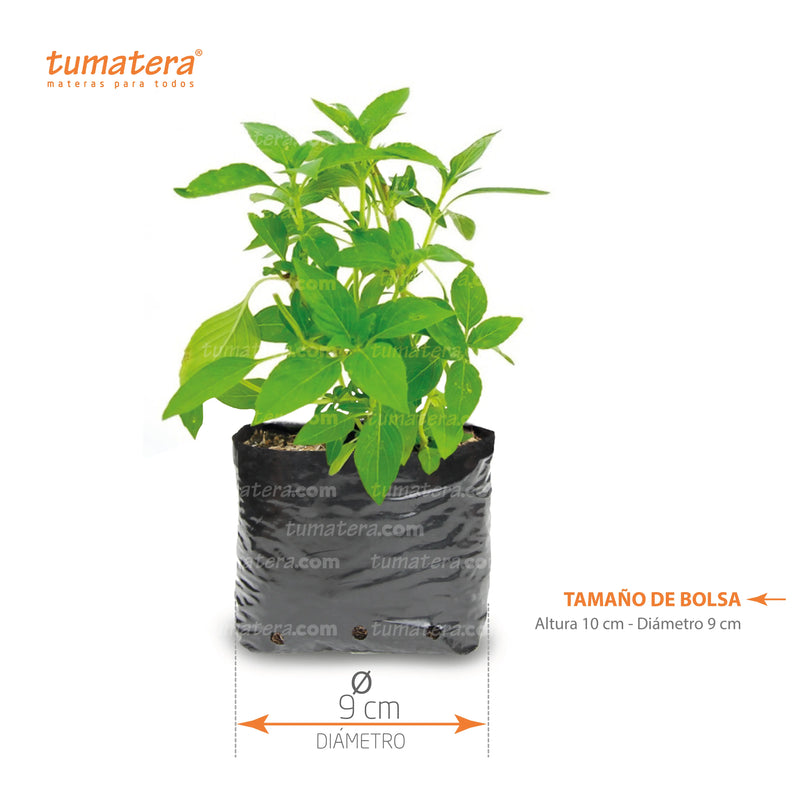 Planta Aromática Albahaca B14 - Tumatera.co