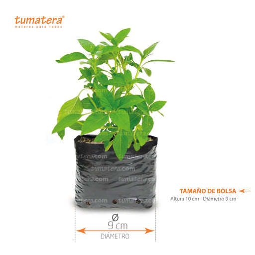 Planta Aromática Albahaca B14 - Tumatera.co