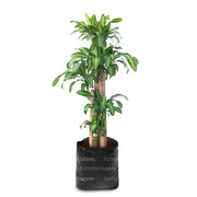 Planta Palo De Brasil B35 - Tumatera.co