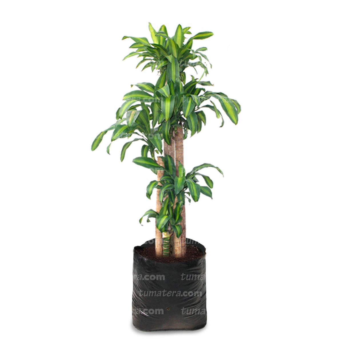 dracaena palo de brasil Planta Palo De Brasil B35