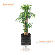 Planta Palo De Brasil B35 - Tumatera.co