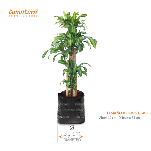 Planta Palo De Brasil B35 - Tumatera.co