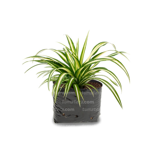 Planta Cinta B14 - Tumatera.co