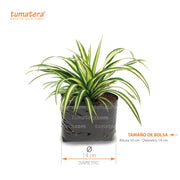 Planta Cinta B14 medidas - Tumatera.co