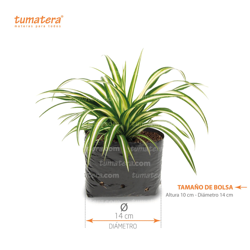 Planta Cinta B14 medidas - Tumatera.co