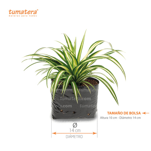 Planta Cinta B14 medidas - Tumatera.co