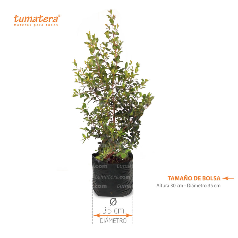 PLANTA EUGENIAS B35 MEDIDAS - Tumatera.co