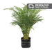 Planta Palma Areca B35 - Tumatera.com