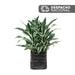 Planta Warnecki B35 - Tumatera.com