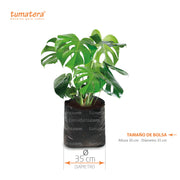 Planta Balazo B35 - Tumatera.co