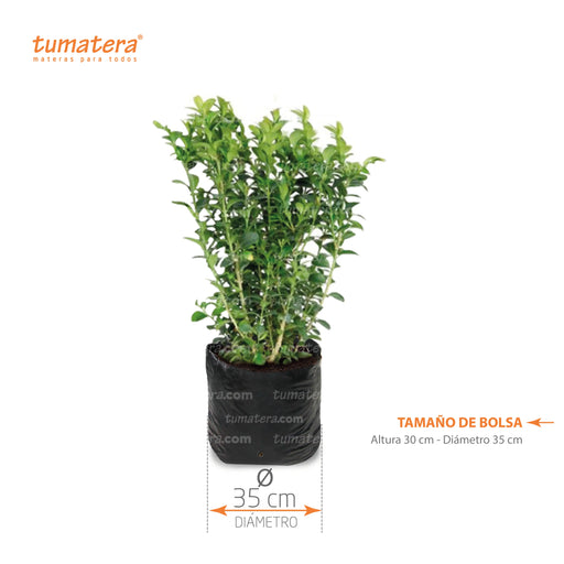 PLANTA BUXUS B35 MEDIDAS - Tumatera.co