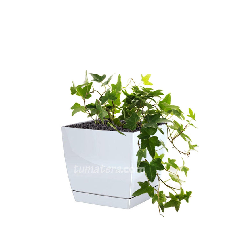 Combo  Matera Coubi Square 16 Cm Con Hiedra Inglesa - Tumatera.co