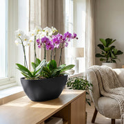 Matera Coubi Orchid 36 x 13 cm - Tumatera.co