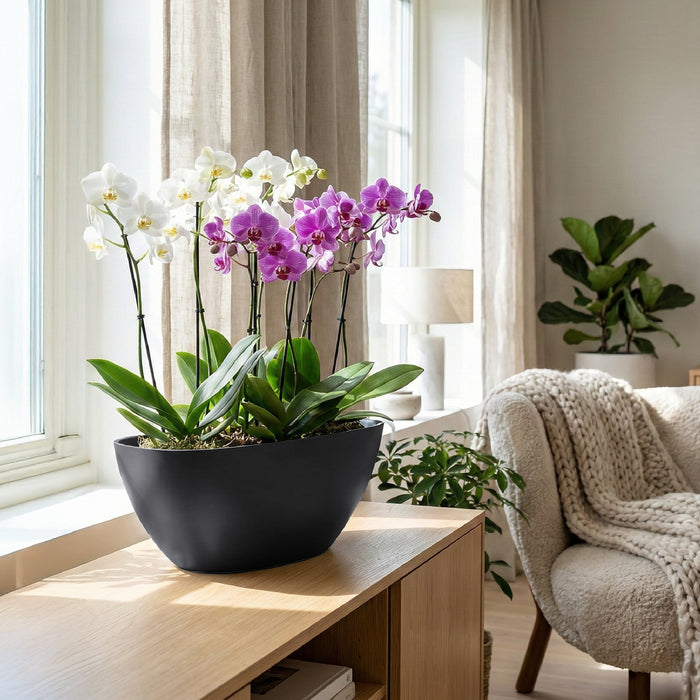 Matera Coubi Orchid 36 x 13 cm - Tumatera.co