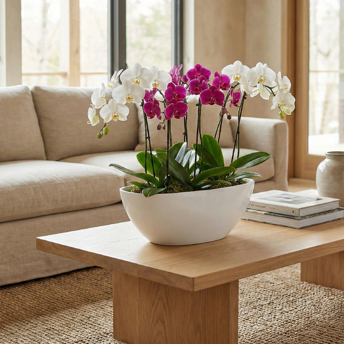 Matera Coubi Orchid 36 x 13 cm - Tumatera.co