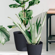 MATERA MILLY 20 CM - Tumatera.co