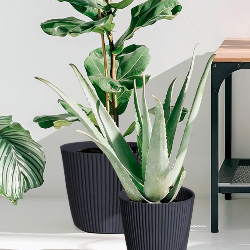 MATERA MILLY 20 CM - Tumatera.co