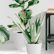 MATERA MILLY 20 CM - Tumatera.co