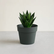 Matera Planti 17 x 15 cm gris - ambiente #ia - Tumatera.co