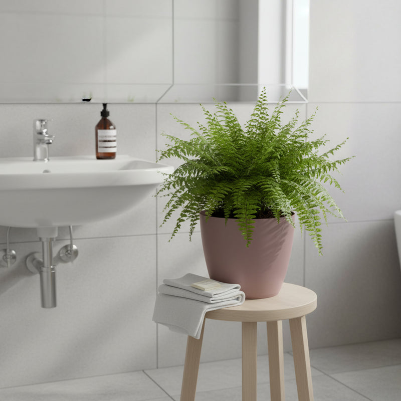Matera mediana minimalista Mate de 18cm en color marsala, mostrando su acabado liso y su forma cónica clásica. #ia - Tumatera.co