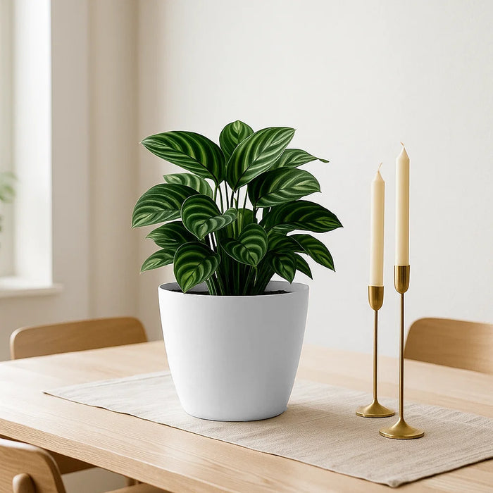 Matera Mate 20 x 18 cm blanco - ambiente #ia - Tumatera.co 