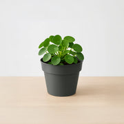 Matera Planti 15 x 13 cm gris - ambiente #ia - Tumatera.co