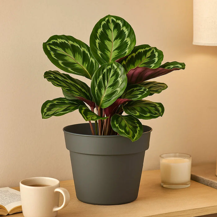 Matera Planti 20 x 16 cm gris - ambiente #ia - Tumatera.co