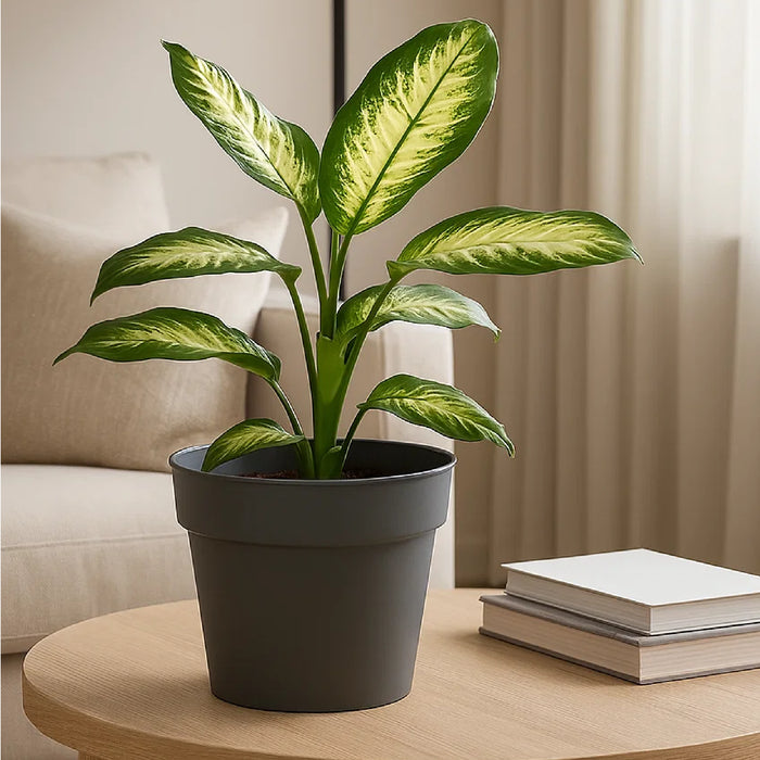 Matera Planti 24 x 19 cm gris - ambiente #ia - Tumatera.co