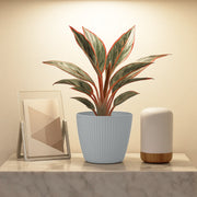 Matera Lamia 16 x 13 cm gris claro - ambiente #ia - Tumatera.co