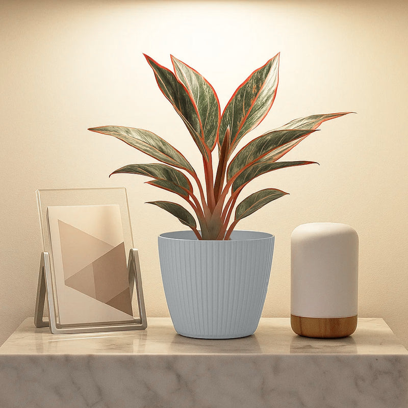 Matera Lamia 16 x 13 cm gris claro - ambiente #ia - Tumatera.co